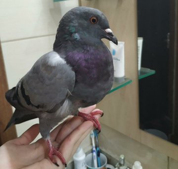 Ver
