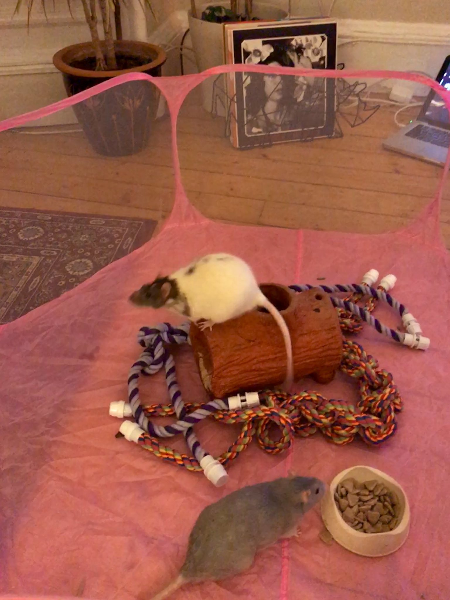 Pet rat clearance playpen