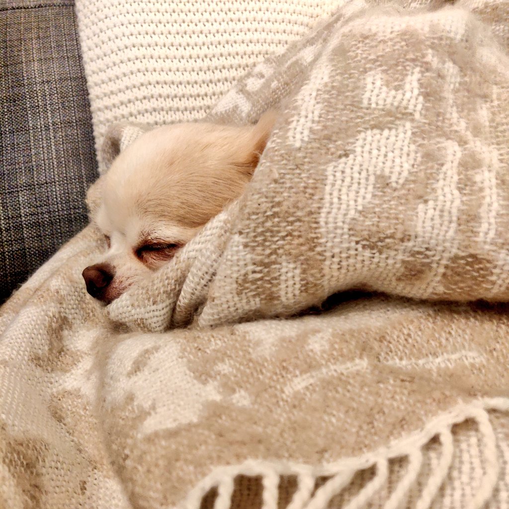 T̶o̶r̶t̶i̶l̶l̶a̶n̶ toimistokoiran elämä, silkkaa kärsimystä. #vainkoirojutut #tortillacamouflage