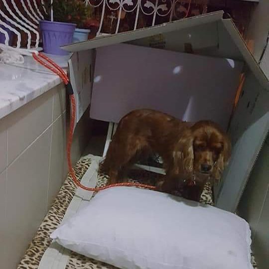 masum_gozler's tweet photo. ÇOK ÜZGÜNÜM SEVGİDEN YOKSUN BIRAKILDIM ŞİMDİ DE BARINAĞA VERİLMEK İSTENİYORUM.😔
ACİLEN BENİM GÜVENİMİ,SEVGİMİ HAKETDECEK BENİ TEKRAR HAYAL KIRIKLIĞINA UĞRATMAYACAK ÖMÜRLÜK MELEĞİMİ ARIYORUM.🙇
SAHİPLENDİRME TAKİP VE SÖZLEŞME ŞARTIYLA YAPILACAKTIR.
İZMİR
0552 208 5824/Ümit bey https://t.co/nIyOPkkJUL