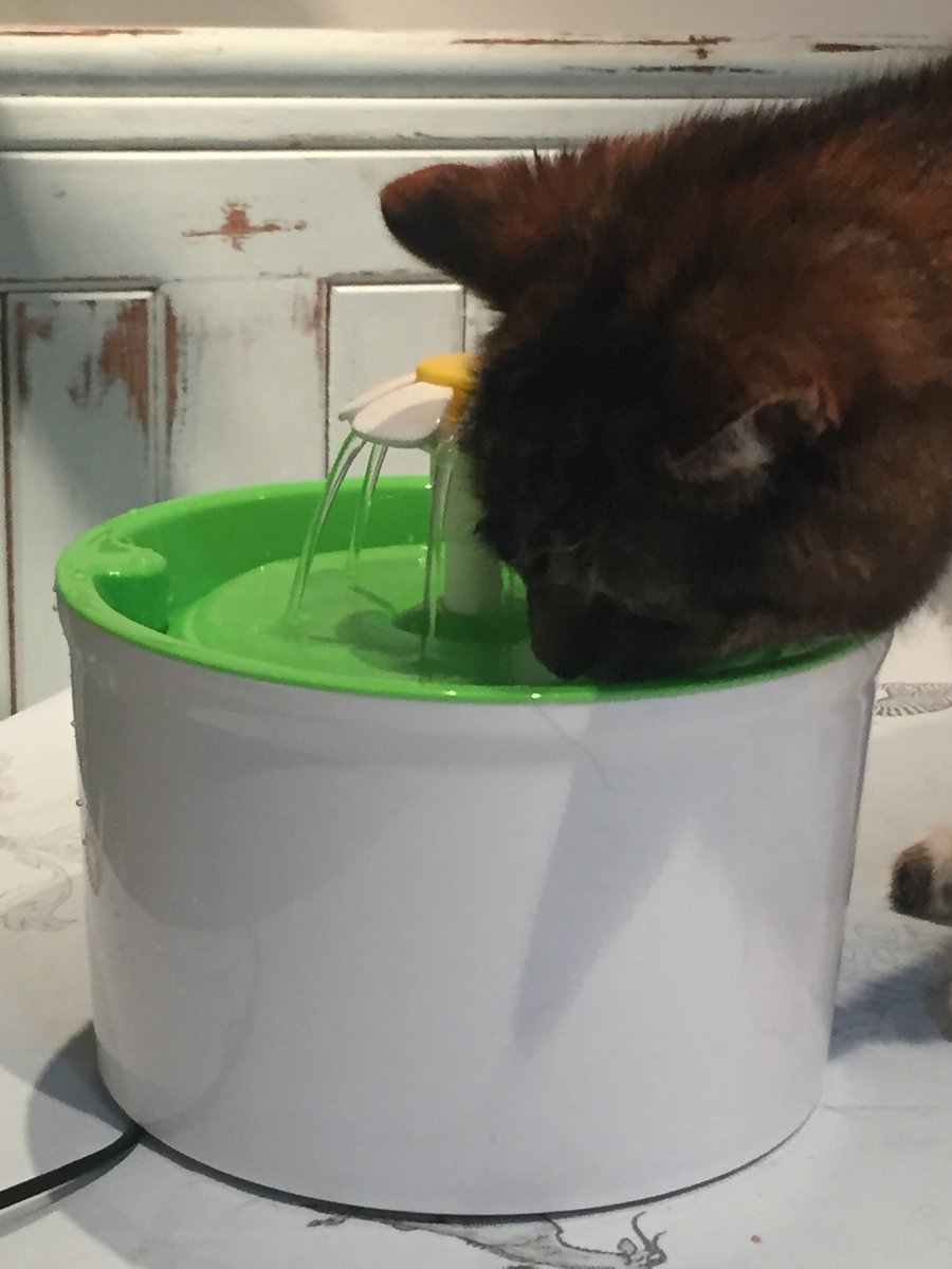 Debr8S's tweet photo. Been woken up night after night by our very old cat Muffin.  Bought a cat fountain #problemsolved #sleepwell https://t.co/QrPCBN3INj
