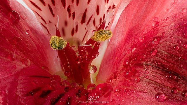 olawrencephoto's tweet photo. Macro photograph of a flower that I got for my wife. https://t.co/vh9DhSx81t https://t.co/D4ACobxaAv