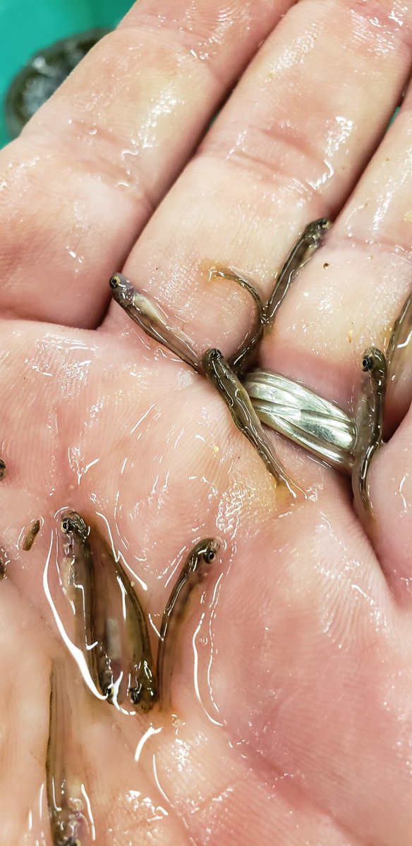 jmsayers78's tweet photo. The PA Linesville State Fish Hatchery has baby #BrownTrout !

These fish are 17 days old today. They have absorbed their yolk sacs that they are hatched with and we will begin feeding them tomorrow.

These fish will be stocked in Lake Erie.
@fishandboat #PAHatcheriesAreAwesome https://t.co/soGE5EUhsX
