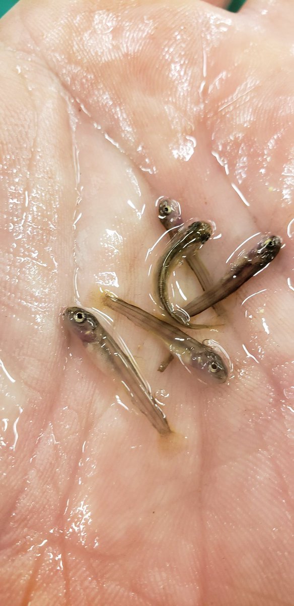 jmsayers78's tweet photo. The PA Linesville State Fish Hatchery has baby #BrownTrout !

These fish are 17 days old today. They have absorbed their yolk sacs that they are hatched with and we will begin feeding them tomorrow.

These fish will be stocked in Lake Erie.
@fishandboat #PAHatcheriesAreAwesome https://t.co/soGE5EUhsX