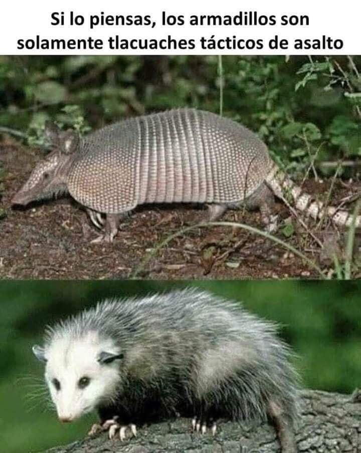 Buen dia a todos #FelizLunes