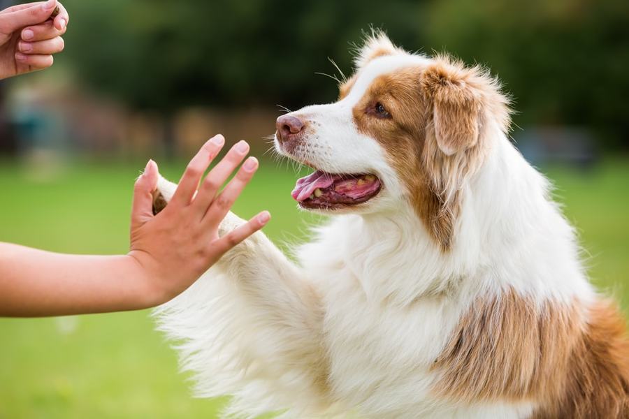 InfoVitares's tweet photo. Although they do not use tobacco, #dogs  can get #lungcancer exactly like us. However, #PrecisionMedicine recisionmedicine opens up new perspectives. Raed on our magazine -> https://t.co/sYKWaBsVog https://t.co/DTn6Evuh4i