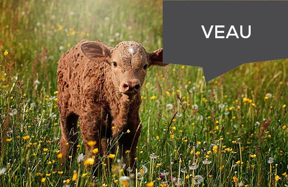 agriculteurs85's tweet photo. Une période délicate pour la filière veau de boucherie https://t.co/D1GXpytmyC https://t.co/BsRIZVAvJT