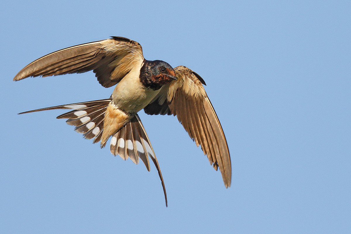 InfoVitares's tweet photo. #Traveling is good, even for the #ImmuneSystem. Small migratory birds know it very well, as they could boast immune defenses even better than ours and those of other mammals. Read on our magazine -> https://t.co/ATf47qFsLv https://t.co/01a6BHz6lS