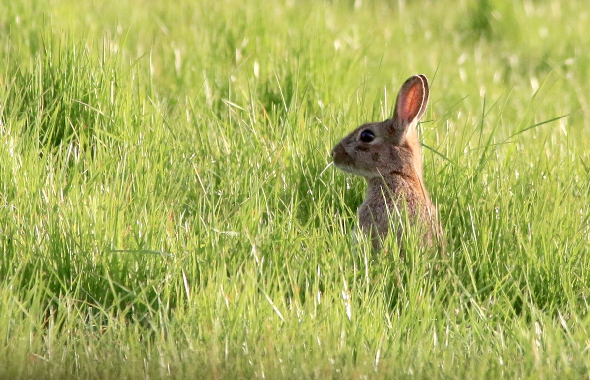 We're getting close! Find out if you could be our 2500th <a href="/MammalMapperApp/">Mammal Mapper App</a> user and winner of a Mammal Society tote bag by downloading and using the app today: ow.ly/u4Oj50xdInl #CitizenScience #Mammals #Competition (C) David Sawyer