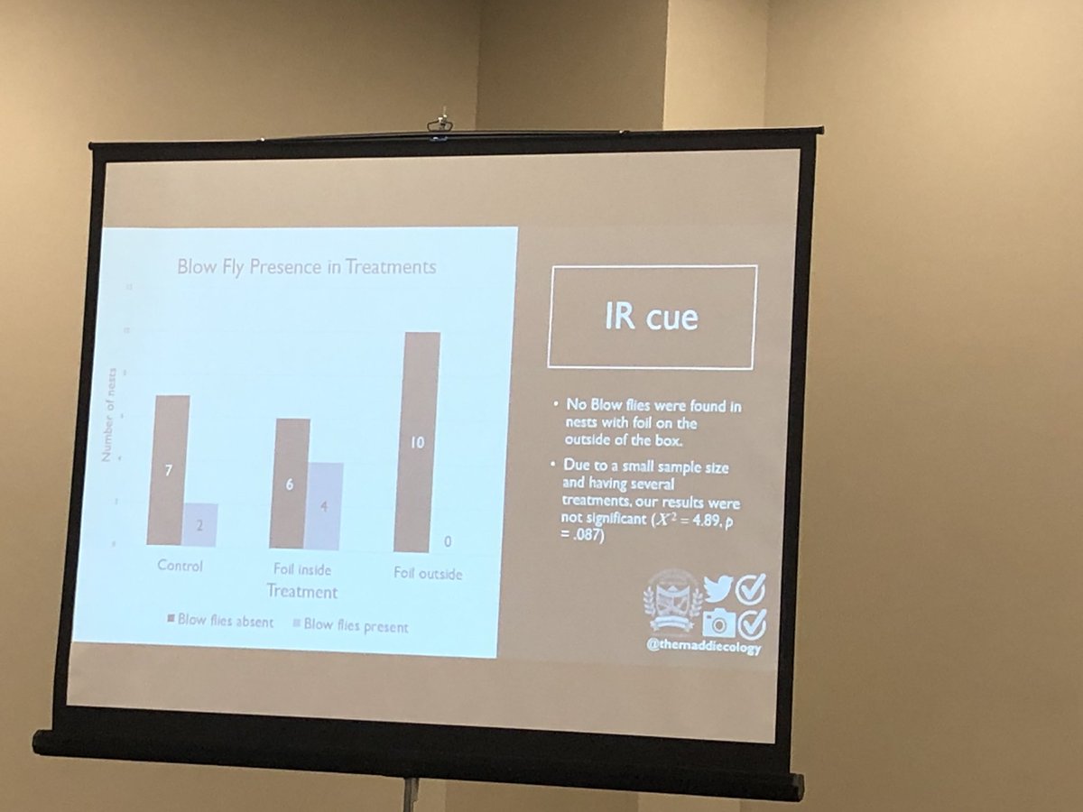 BugswithBekka's tweet photo. @themaddiecology uses aluminum foil to manipulate bird blow fly oviposition. ...and all I can envision is time traveling birds! Great talk! #EntSoc19 #VampireMaggots https://t.co/EPDhne4lv1