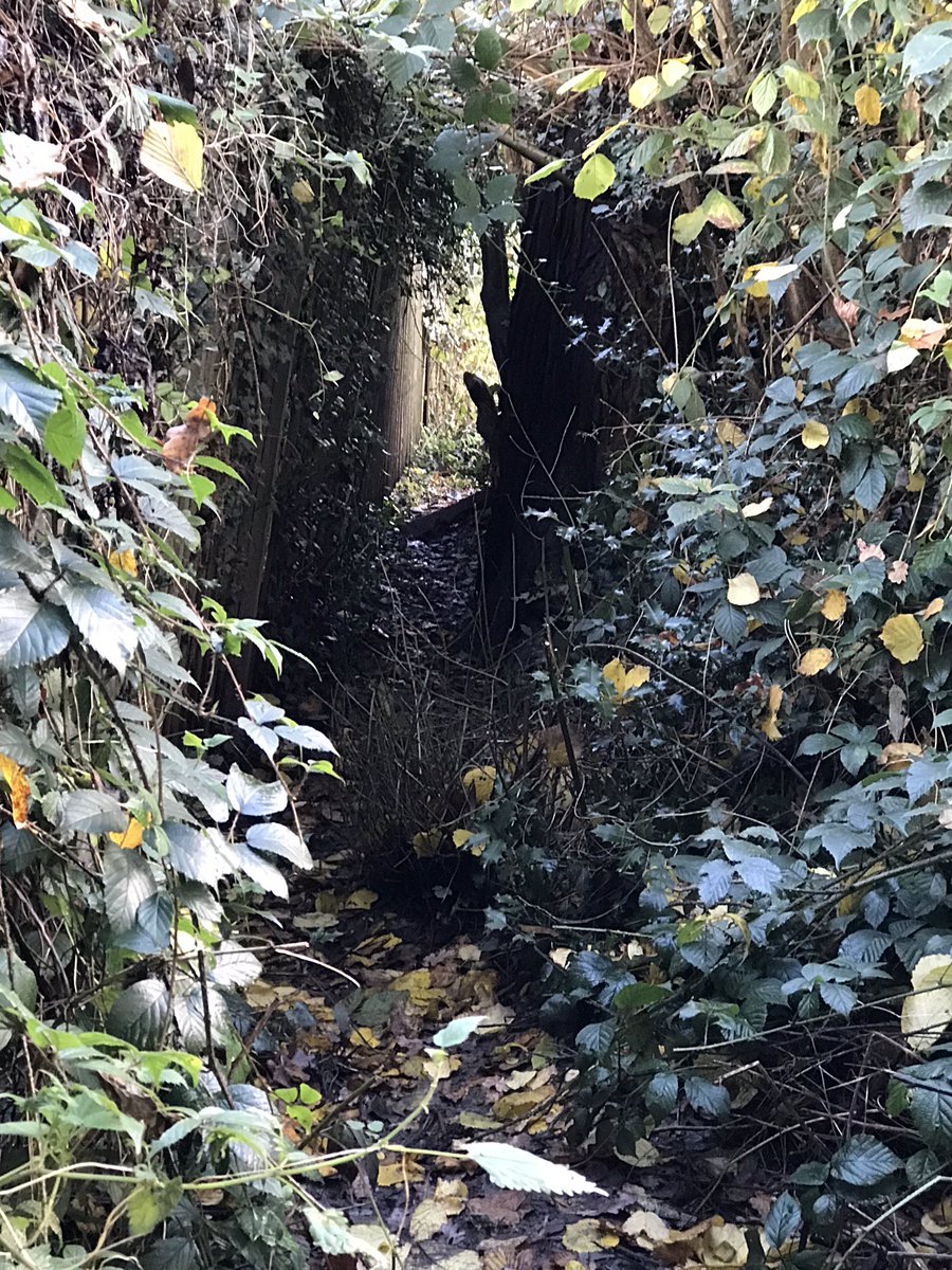 All_SaintsCofE's tweet photo. 🌳Footsteps have been enjoying the last of the autumnal sunshine whilst exploring and playing Camouflage 🌳
#ForestSchool #LearningOutdoors #Nurture #AutismAtForestSchool #SelfRisk #ChildLeadLearning #AutumnalSunshine #Autumn #Exploring https://t.co/1R5YRBfuqN