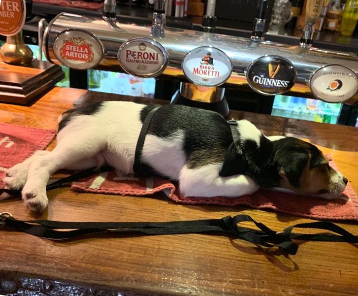 SouthSensation's tweet image. Now that is what you call a dog-friendly pub.  Eight week old beagle puppy at the Three Tuns Inn at Bransgore in the New Forest.
#beagle #dogfriendly #beaglepuppy #beaglesofinstagram #beaglesofig #newforest #hampshire #visitnewforest #visithampshire @VisitHampshire