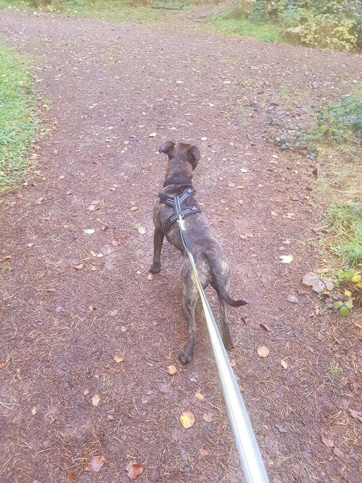 Happy #staffieSaturday Harley here has been going running with his #foster mamma #AdoptDontShop #adoptme #k9hour @K9Hour #rehomehour #rescuedogs #brindlebabe #becauseeverydogdeservesahome #StaffordshireBullTerrier #staffy #animallovers #ItsAllAboutTheDogs #ffh