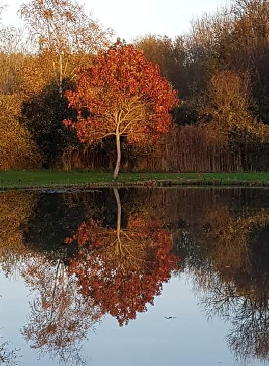 yarlingtonbarn's tweet photo. Wonderful #Autumn colours reflecting in the lake this afternoon! @yarlingtonbarn https://t.co/DvY1G4HRjr