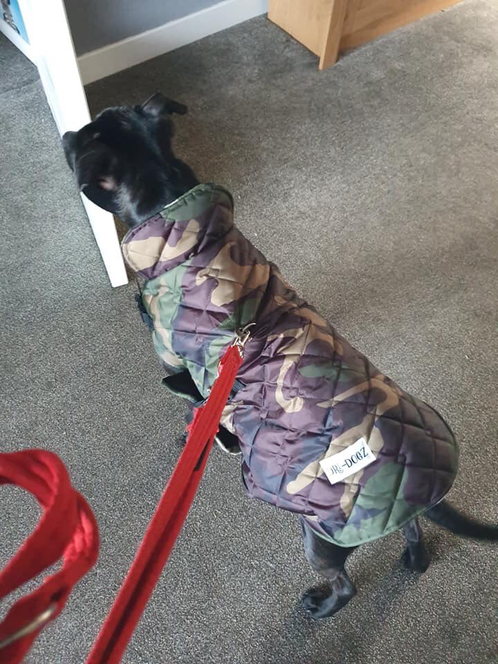 Hi it’s Oscar here look how handsome I am in me special made jacket #AdoptDontShop #k9hour @K9Hour #rehomehour #StaffordshireBullTerrier #staffie #staffy #blackdog #rescuedogs #AdoptDontShop #ItsAllAboutTheDogs #animallovers #dogsarefamily #dogslife #ffh