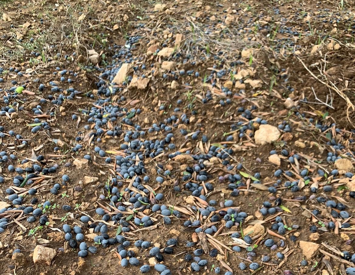 ConfagriTa's tweet photo. #Maltempo, @Confagricoltura: #danni per 500 milioni soltanto per il settore agricolo. #Italia flagellata, in #Puglia colpita soprattutto l'#olivicoltura https://t.co/5h8OwOzGGo