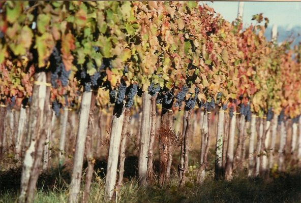 CuVinoBalt's tweet photo. Tuesday Wine Tasting at CuVino!!! - https://t.co/Pd5gFTFBSh https://t.co/hiuHFs4ebq