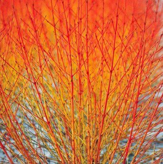 SyngentaOCUK's tweet photo. The very fiery Cornus Sanguinea
#MidwinterFire #Dogwood #EveryFlowerCounts https://t.co/SDEJQV8hWZ
