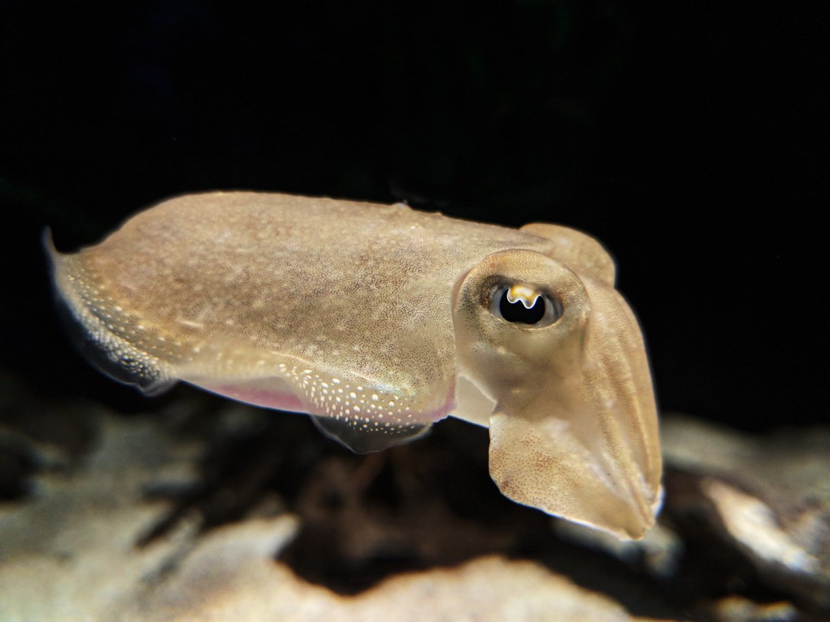 logicwriter's tweet image. Cuttlefish at the Chattanooga Aquarium. #AffinityPhoto #Chattanooga #Aquarium #phonephotography