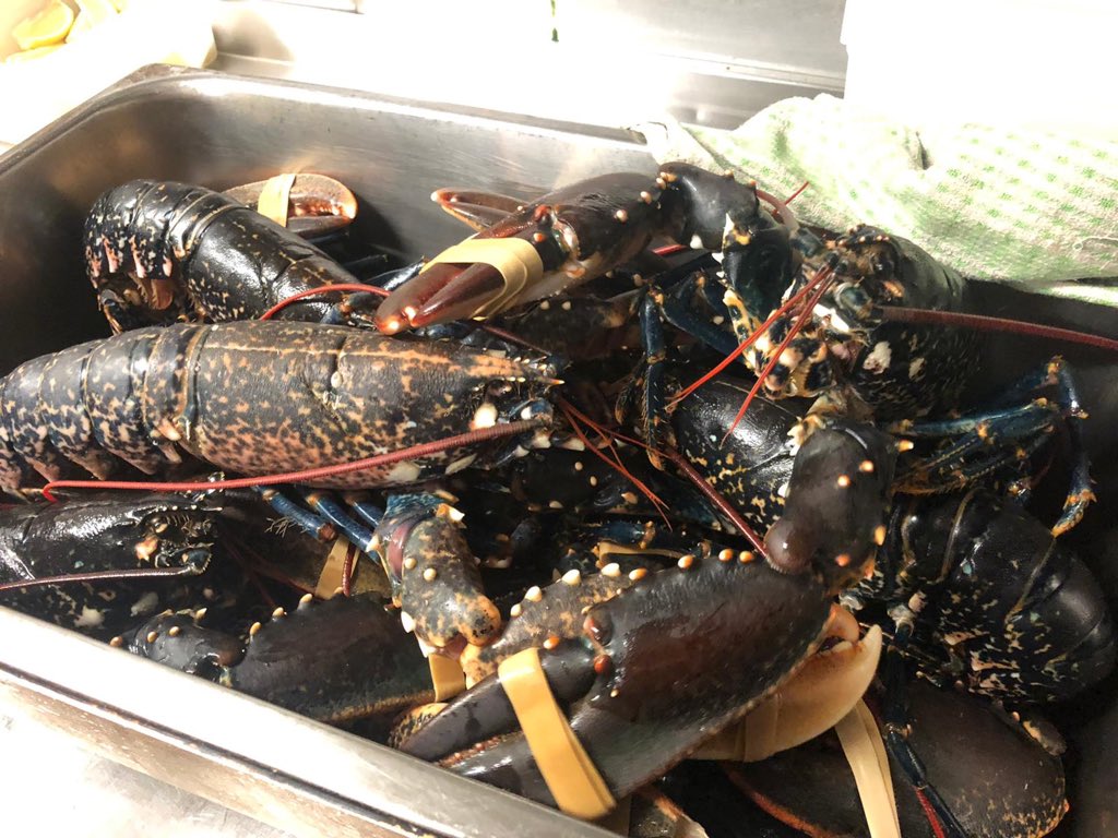 Lots of fresh local produce arrived today! Beautiful <a href="/SalcombeMeat/">SalcombeMeatCompany</a> being butchered by Head Chef James and fresh incredible lobster from local boat Mayhem II SE33 
#uselocal #qualityproducts #westcountrylarder