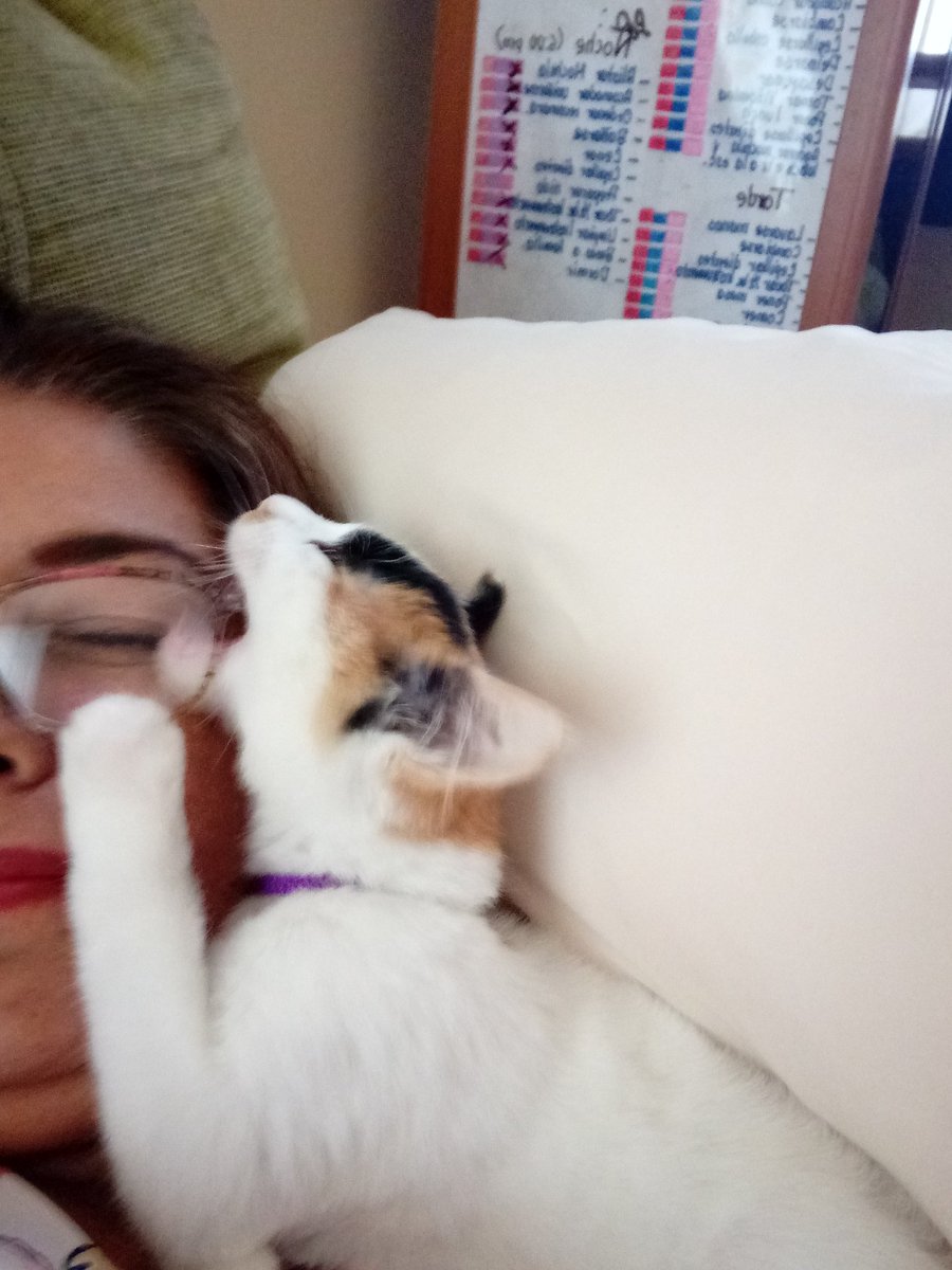 gabysanarce's tweet photo. En casa, #MishaTime Dice Misha que quiere dormir y que no hay mejor snack que mis lentes... Jajaja https://t.co/tZSZ5vfwF2
