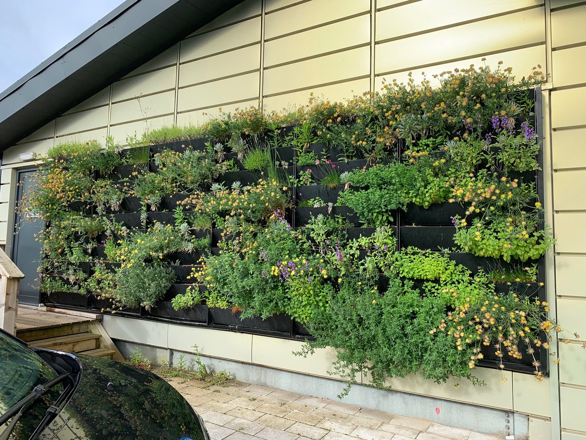 @SofiePelsmakers @SheppardRobson @dezeen There are, however, great examples of how #livingwalls can enhance biodiversity of buildings, with low cost, low maintenance solutions, like this vibrant wall on our #activeclassroom, attracting 🐝 and 🦋 while nurturing rare species @info_specific @ActiveBuildingC ☀️