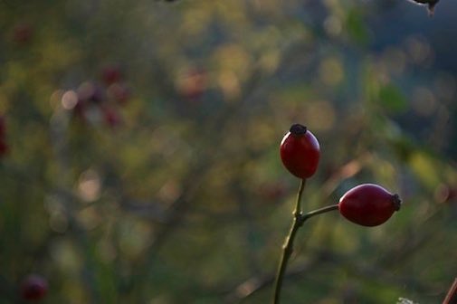 LGSpace's tweet photo. Please don't cut back hedgerows until wildlife has taken all the autumn berries!
#garden #nature https://t.co/j1AHdIdHHN