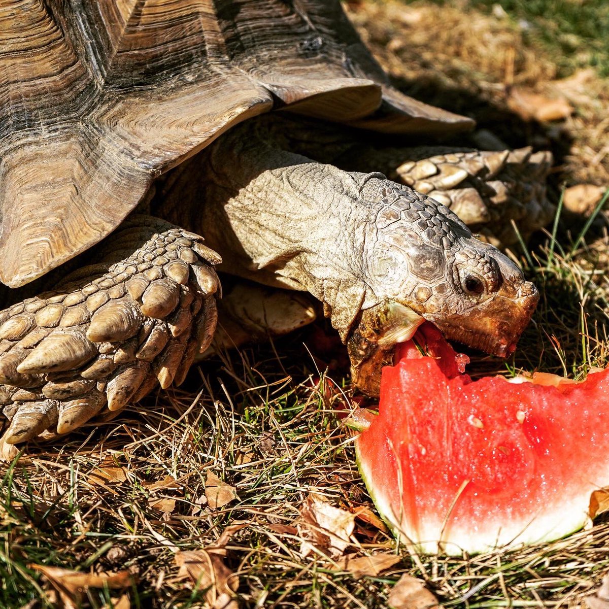 TAGforTurtles's tweet photo. Find you someone who looks at you the way Jaz looks at watermelon 🍉 RT if you appreciate Jaz and his enthusiasm!

Stay tuned for more adorable tortoise pictures all week. The countdown begins!

#Turtles #Turtle🐢 #turtlelove #turtlepower #TooManyTurtles #TurtleTweets #countdown https://t.co/t4KlvgbjJb