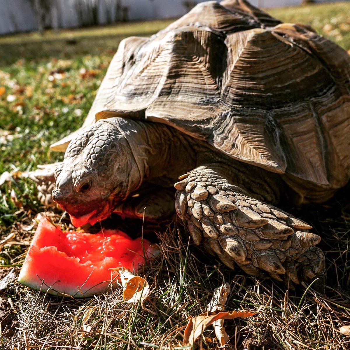TAGforTurtles's tweet photo. Find you someone who looks at you the way Jaz looks at watermelon 🍉 RT if you appreciate Jaz and his enthusiasm!

Stay tuned for more adorable tortoise pictures all week. The countdown begins!

#Turtles #Turtle🐢 #turtlelove #turtlepower #TooManyTurtles #TurtleTweets #countdown https://t.co/t4KlvgbjJb