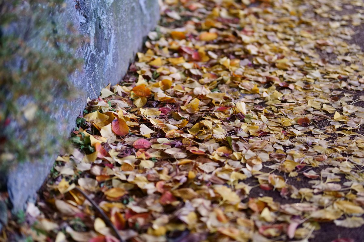 ascoeur9's tweet image. Panasonic S1 + MC-21 + Sigma 85.4 Art No Adjust
#digitalgarbage

마포 + 줌렌즈 쓰던놈이 풀프 + 단렌즈 쓰려니 다 날아가서 죽을맛...