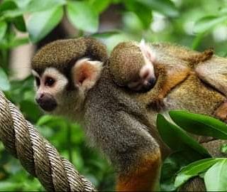 TIP VOOR DE FEESTDAGEN!💡

Geef eens een abonnement op BestZOO als Sinterklaas- of Kerstcadeau! 🎁🎅 👀🐾🐒

Voor meer informatie en aanvraagformulier kijk op bestzoo.nl/bezoekersinfo/…