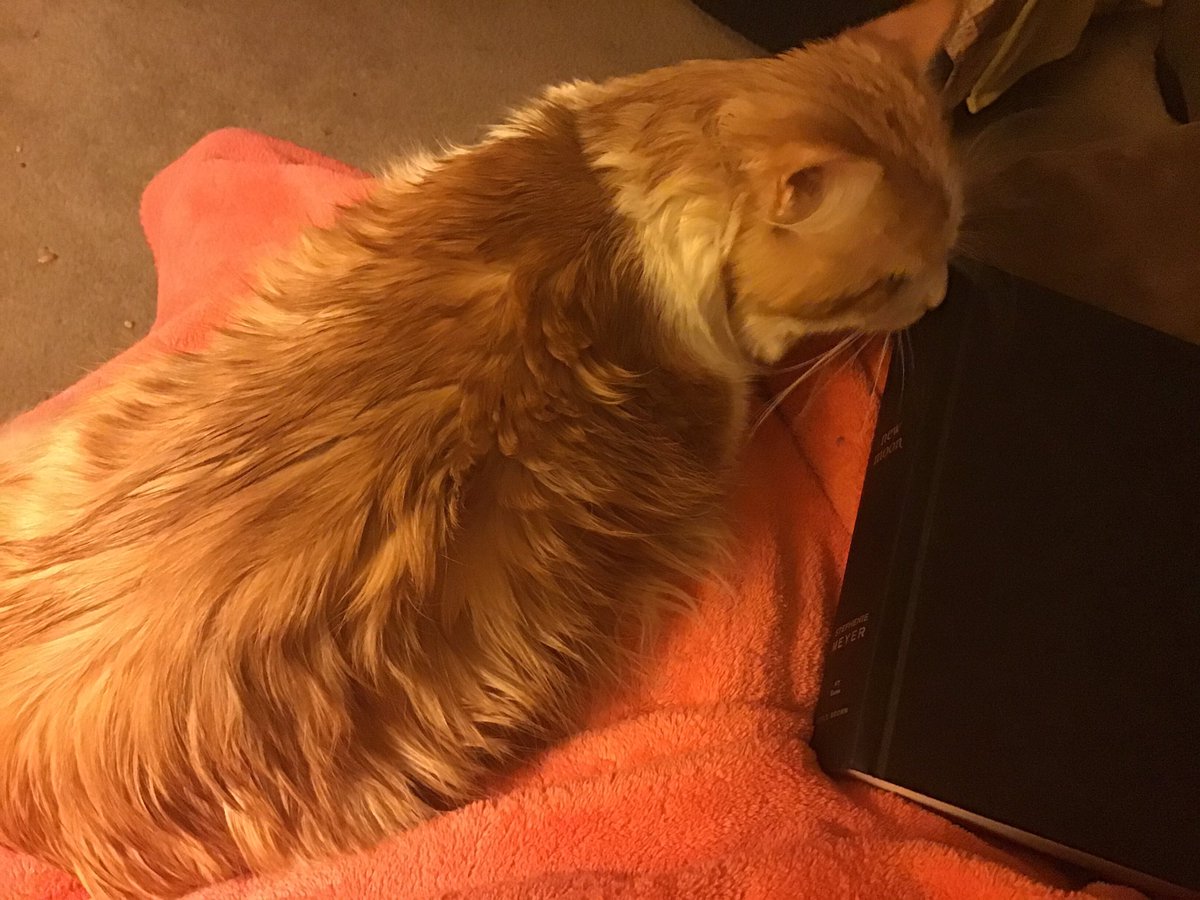 RebeccaBandy4's tweet photo. @Tome_Topple Reading New Moon with my cat Autumn in my lap! He makes a great reading buddy on cold and rainy days like today! https://t.co/Xy25yFWTV3