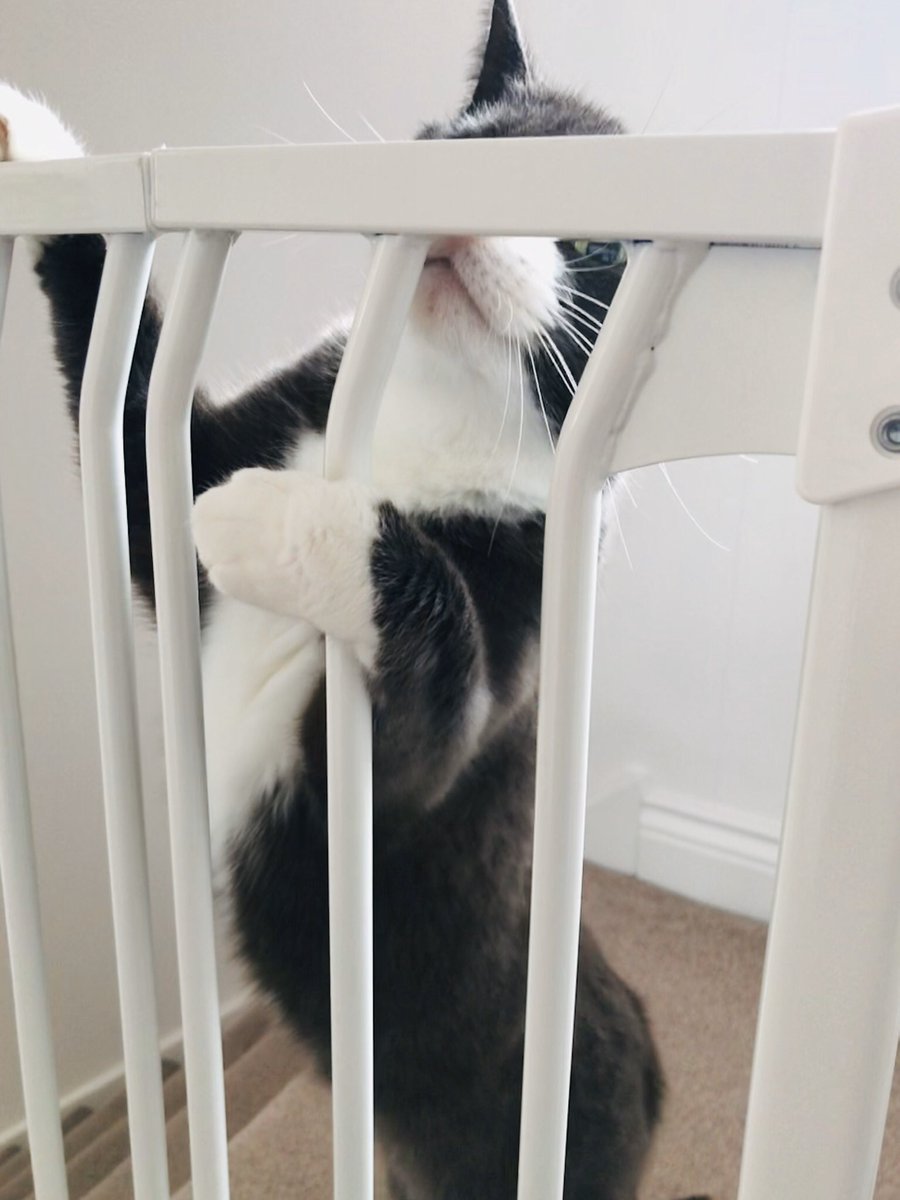 TeddyTheCat_'s tweet photo. It’s enough we have a little person in the house! Now they have put those around...How do you get to the other side? #babygate #mondaythoughts #help #catindistress https://t.co/hxjrT2UjIC