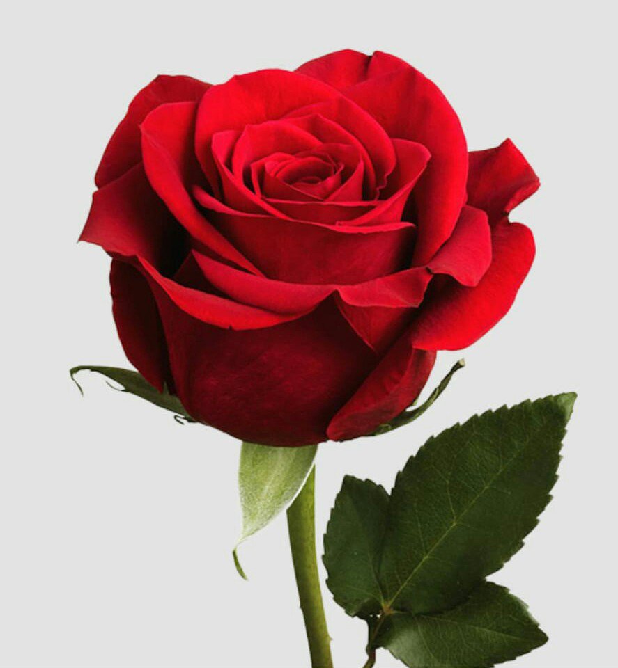 Mohamma87964387's tweet photo. Beauty is see not to touch. It is a very precious words for everyone. I follow the step. Flowers give us smell and providing a peace of heart. When we break the flowers then it is beauty slowly slowly destroy. #packitcode https://t.co/yiBMxgQQi6