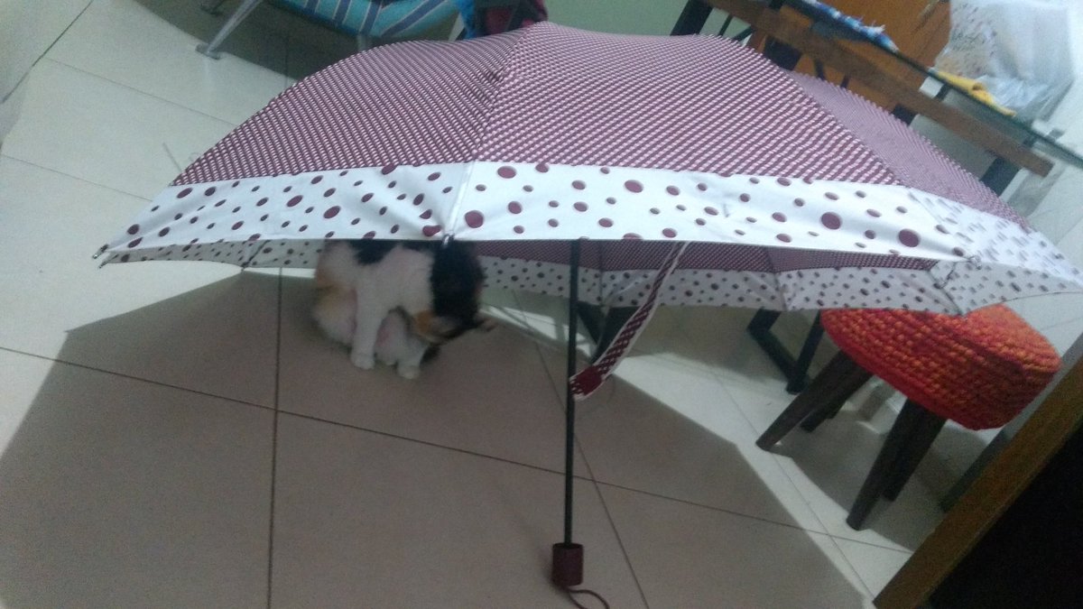 adandarafelicia's tweet image. #protegida