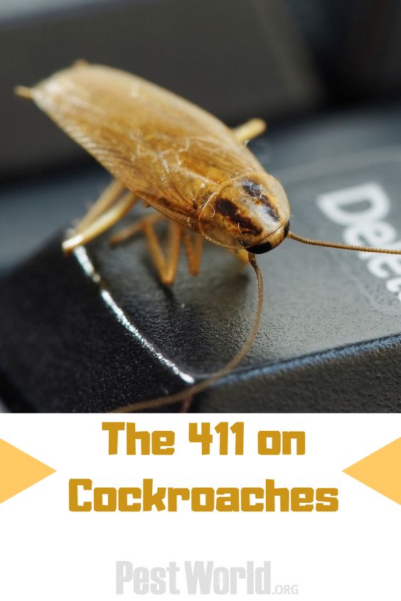 Cockroaches are filthy pests that can spread bacteria throughout your home. Check out this video over at PestWorld to learn how to get rid of cockroaches in your home and prevent any future infestations.

pestworld.org/videos/educati…