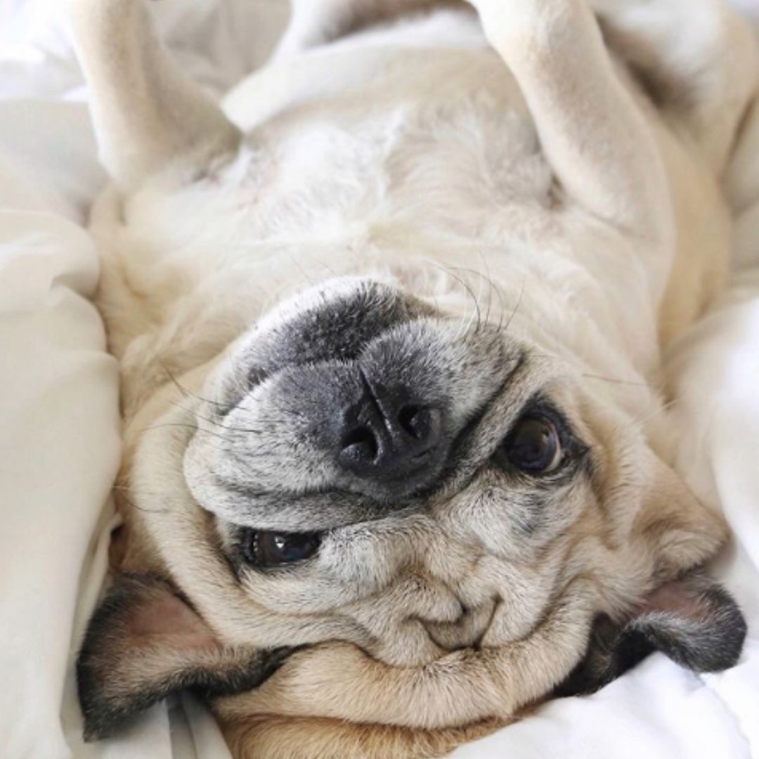 Austin Pet Friendly tweet media