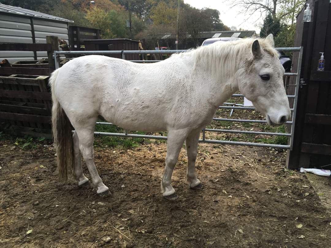 HopePastures's tweet image. Meet Snowy - our latest arrival here. 
At risk of ending up on a downward spiral, due to being given away free on social media, we felt this little man would benefit from our intervention to get him back on the right path in life.
#rescuepony #leeds #hopepastures
