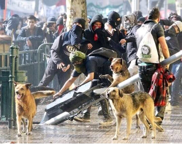 BetitoCote's tweet photo. Misterioso como los perros d la calle se unen a los manifestantes,Será el necesario deseo d pertenecer a la manada?D colocarse al lado del debil como ellos mismos se sienten?sufren lo mismo reciben perdigones, lacrimogenas,gas pimienta Q milagro hace q día a día estén allí? https://t.co/CSVpdiacT8