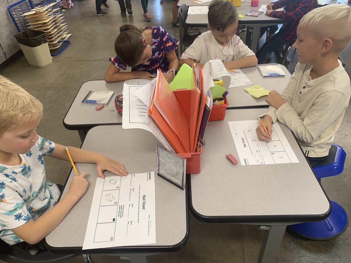 BaumgartnerRCSD's tweet image. Mystery Science Root Observation: we observed radish seeds as it developed roots each day and recorded the results. @RCSDOrchard #RCSDChampions #rcsdk8 #mysterscience