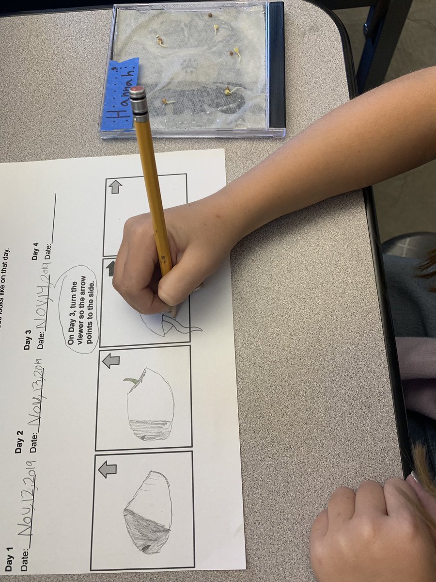 BaumgartnerRCSD's tweet image. Mystery Science Root Observation: we observed radish seeds as it developed roots each day and recorded the results. @RCSDOrchard #RCSDChampions #rcsdk8 #mysterscience
