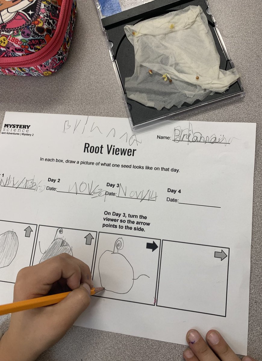 BaumgartnerRCSD's tweet image. Mystery Science Root Observation: we observed radish seeds as it developed roots each day and recorded the results. @RCSDOrchard #RCSDChampions #rcsdk8 #mysterscience