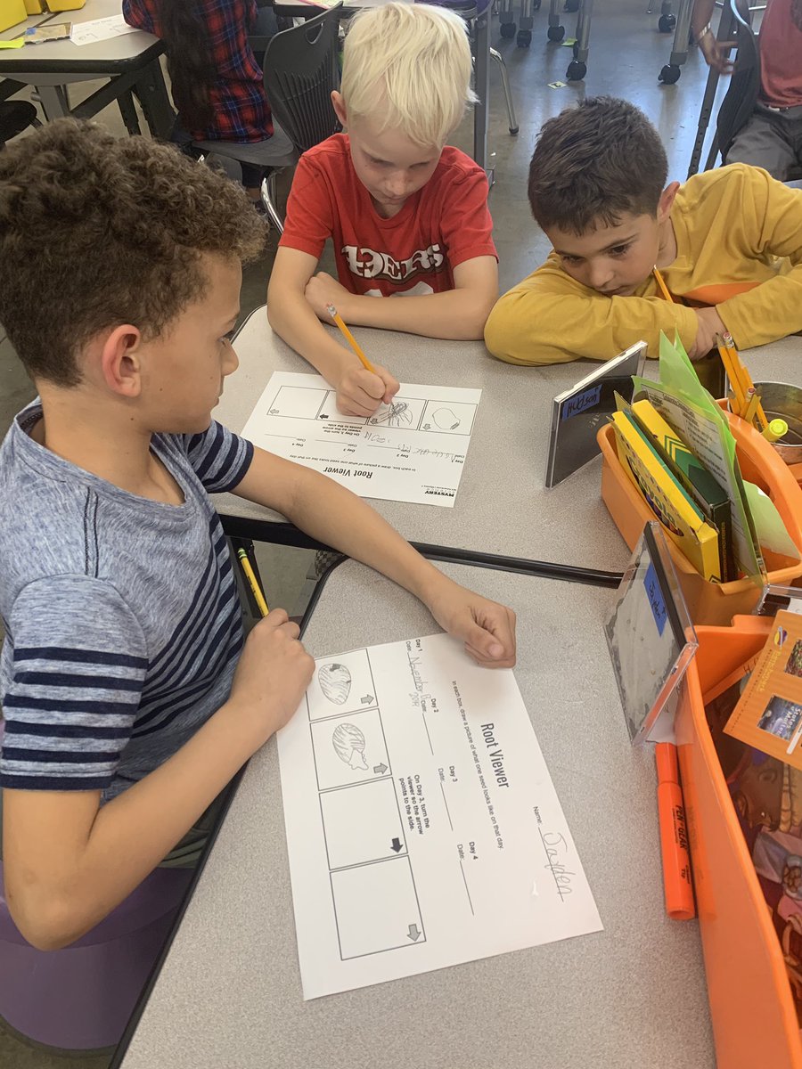 BaumgartnerRCSD's tweet image. Mystery Science Root Observation: we observed radish seeds as it developed roots each day and recorded the results. @RCSDOrchard #RCSDChampions #rcsdk8 #mysterscience