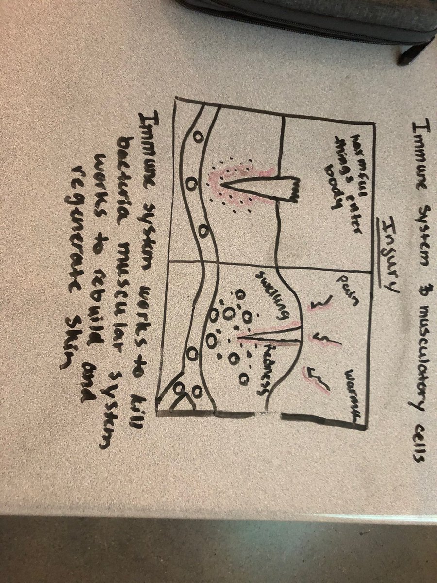 Sciencesaurus's tweet photo. Building models showing interactions between systems and immunity! #risegi #gish https://t.co/zhQXDc6UlR