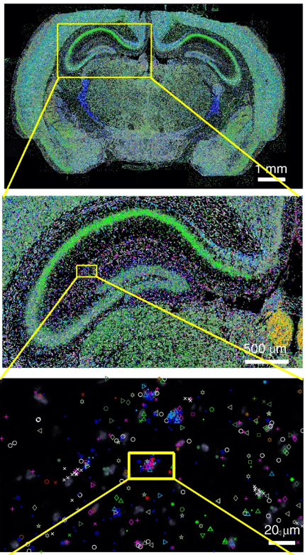 Probabilistic cell typing by in situ sequencing (pciSeq), leverages previous single-cell RNA sequencing classification and multiplexed in situ RNA detection to spatially map cell types. nature.com/articles/s4159…