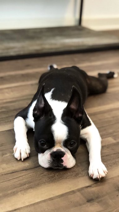 He knows how to get his way 😍. https://t.co/xil8hbhf7l