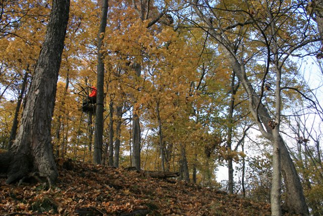 IllinoisDNR's tweet image. Gearing up for the start of the Illinois Firearm Deer Season this week? Reminder that unfilled permits from the 2019 Youth Firearm Deer Season in October are valid this weekend (Nov. 22-24). Good luck to all youth and adult hunters!
dnr.illinois.gov/hunting/Pages/…