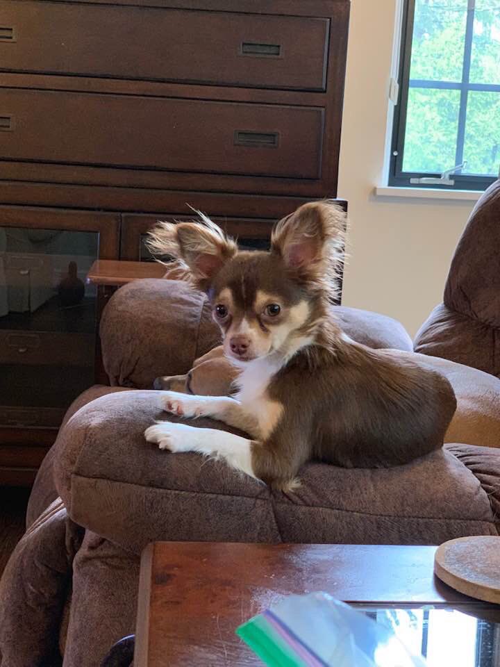 Sent in to us:
My neighbors dog went missing in the Vine neighborhood late last night, they’re absolutely devastated. He’s a long haired chihuahua named Cooper. Contact Sydnee with any sightings at 269-599-8059.