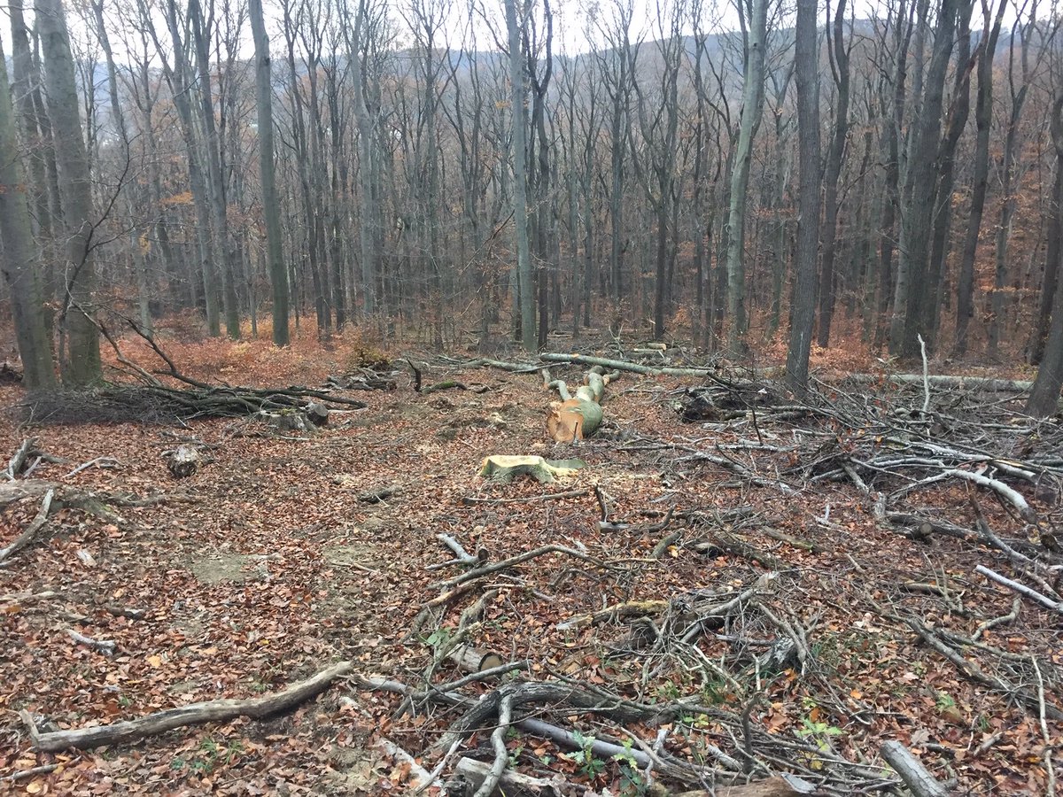 reconwithnature's tweet photo. Why are our last remaining ancient woods, like here in the Vienna 18th district, being destroyed? We must protect our trees, not continue to massacre them and interfere with nature. The ecological damage is horrendous! What can we do to stop this? @gruenewien @XRebellionAT
#MA49 https://t.co/mOR47yNJvY