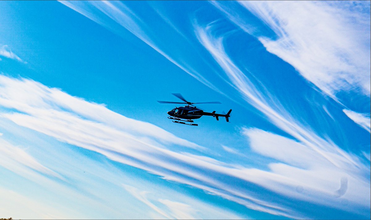 Zip Aviation tweet media